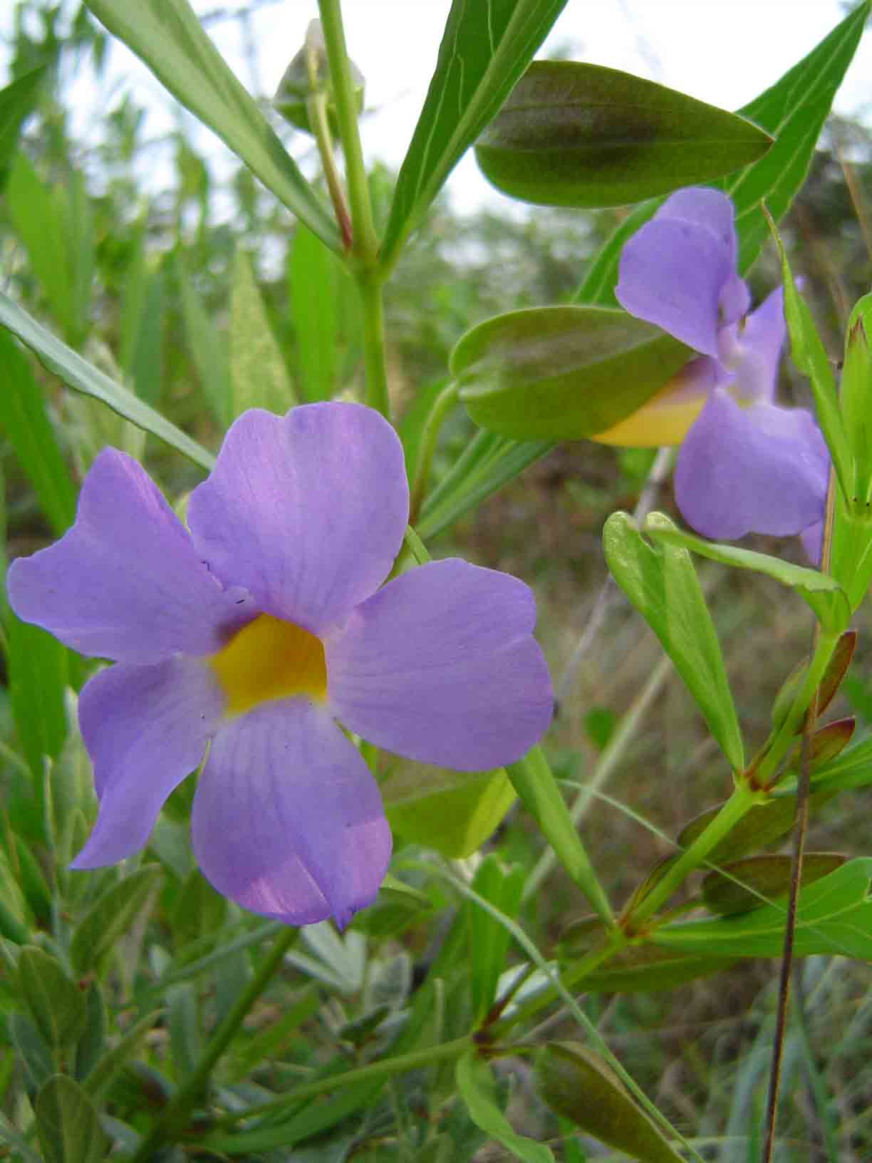 Thunbergia oblongifolia