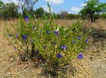 Thunbergia oblongifolia
