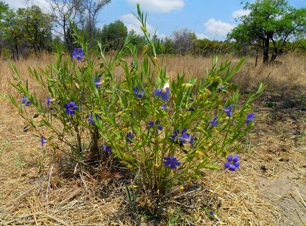 Thunbergia oblongifolia