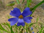 Thunbergia oblongifolia