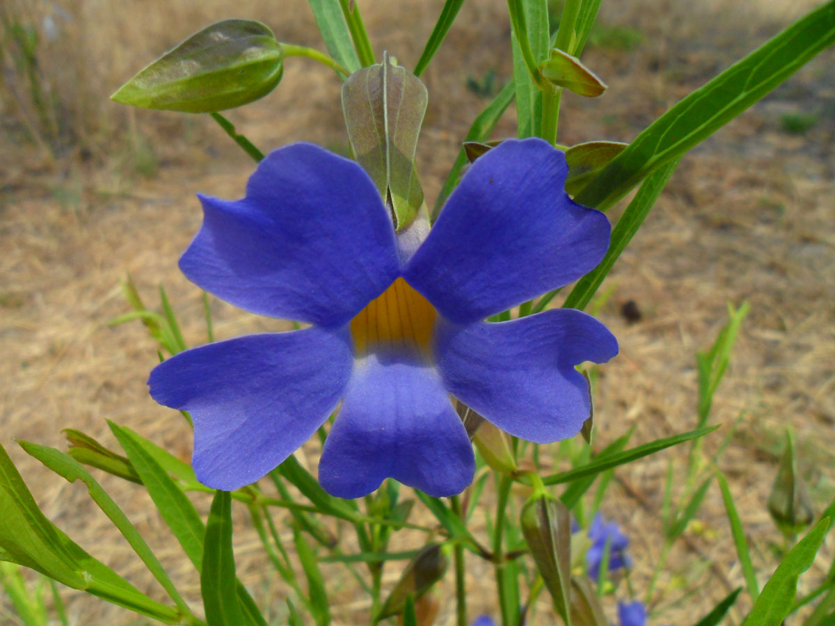 Thunbergia oblongifolia