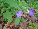 Thunbergia petersiana