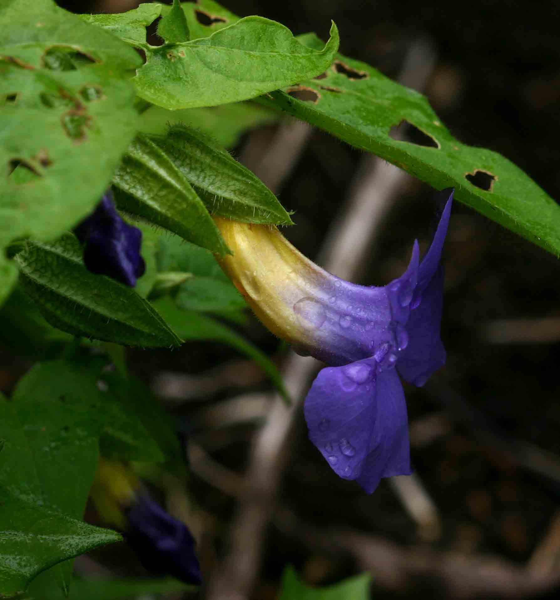 Thunbergia petersiana