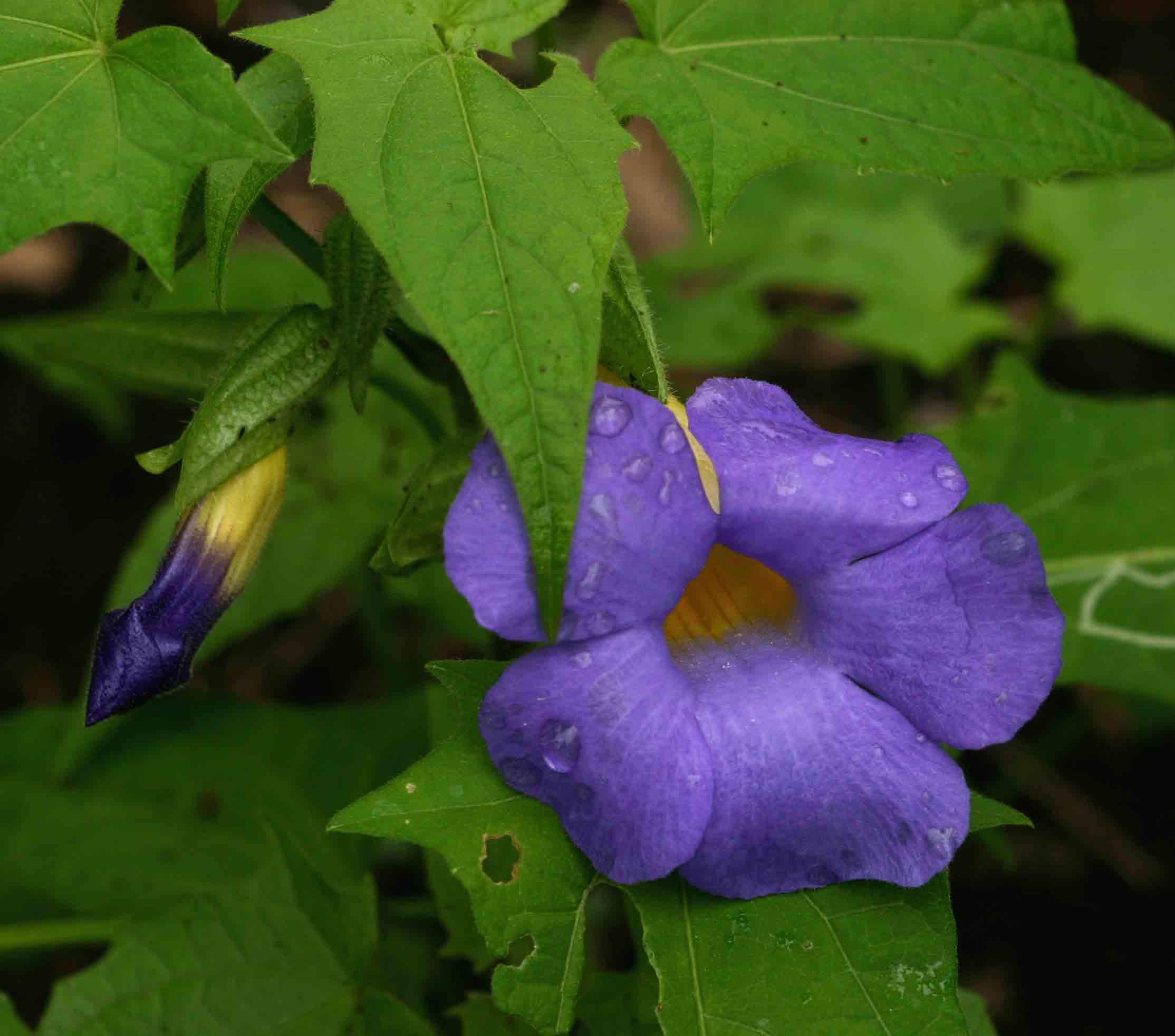Thunbergia petersiana