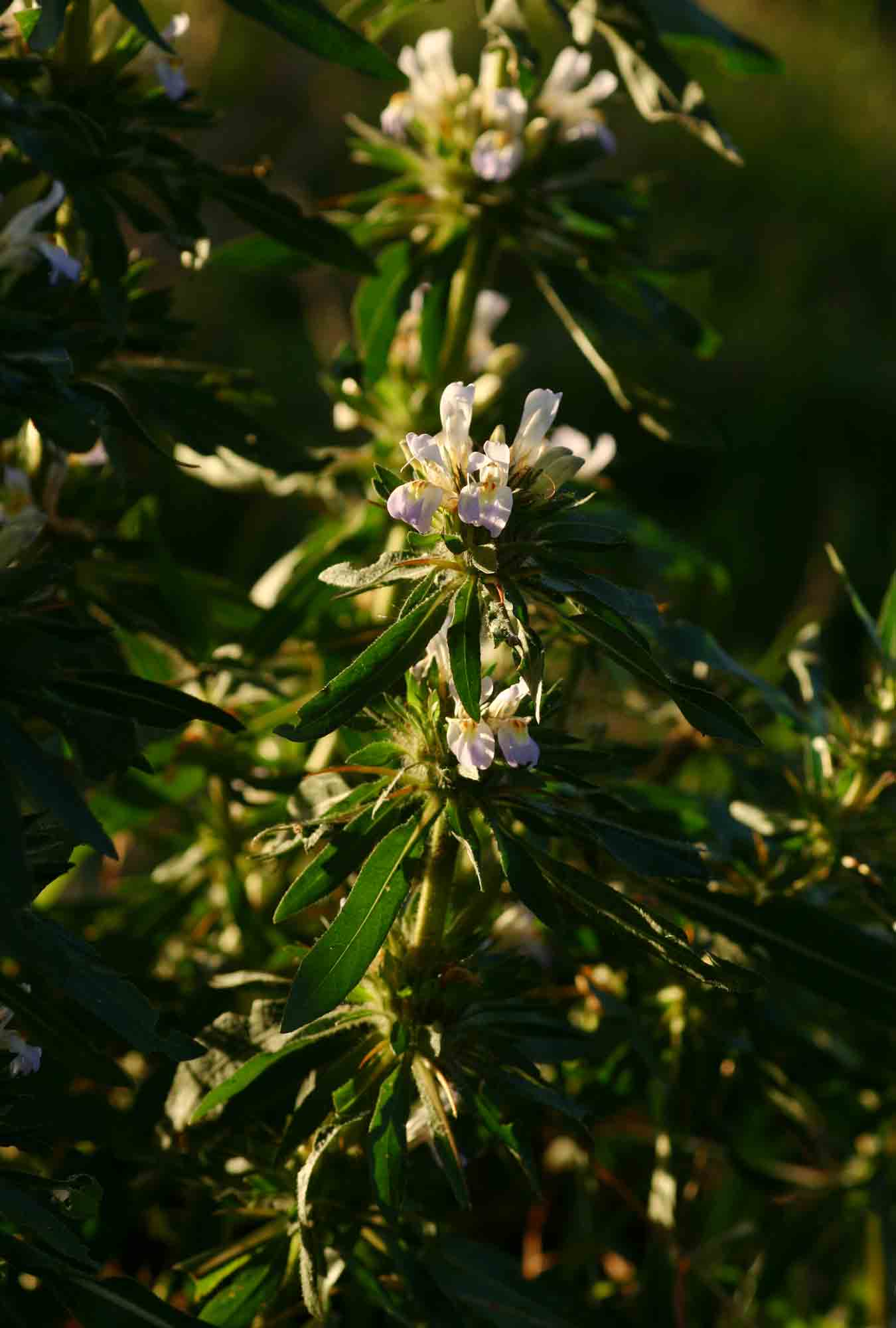 Hygrophila schulli
