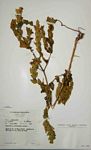 Hygrophila spiciformis