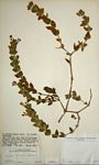 Hygrophila spiciformis