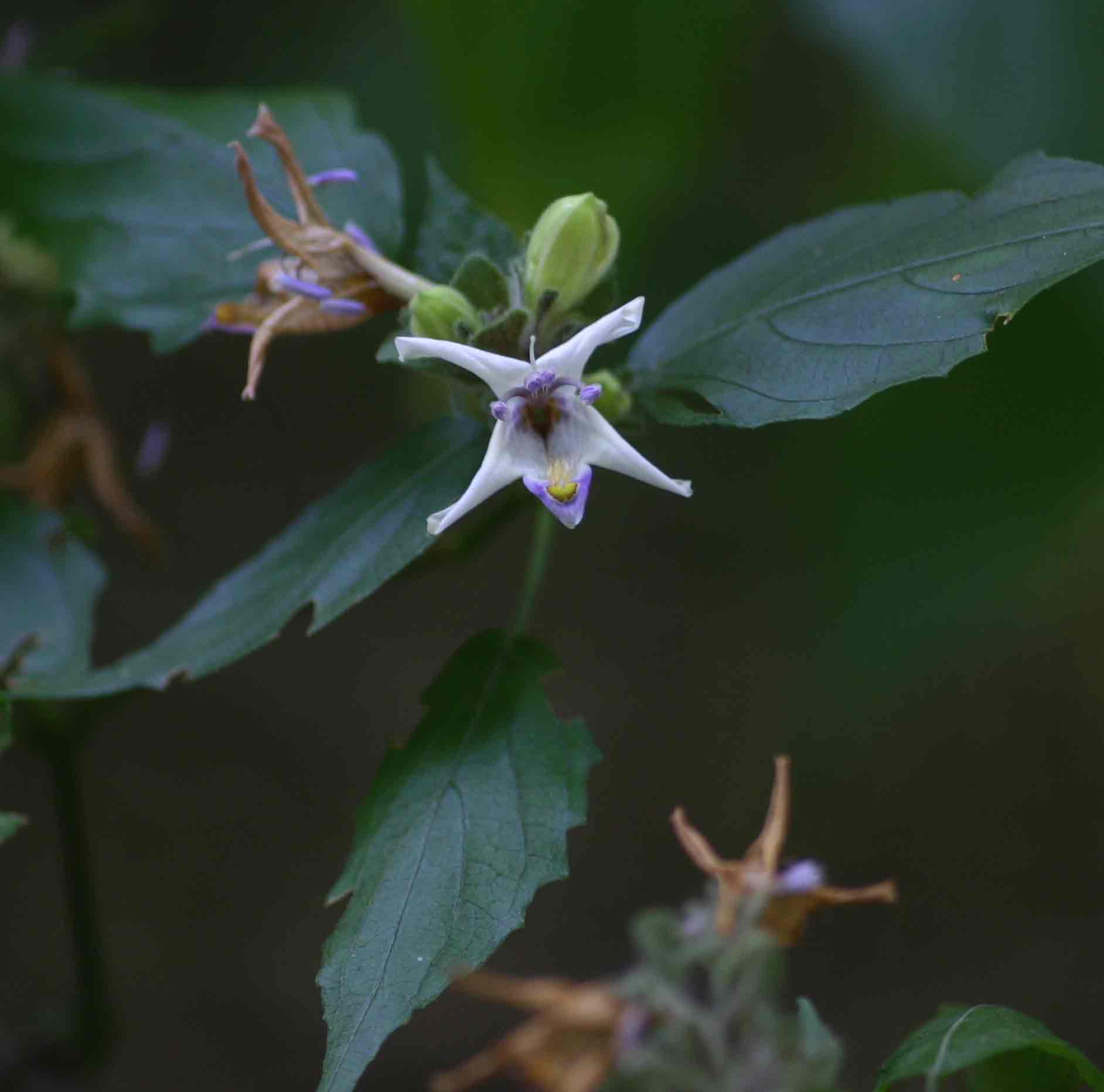 Mellera lobulata
