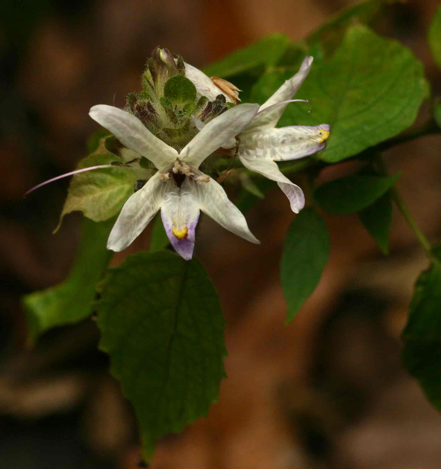 Mellera lobulata