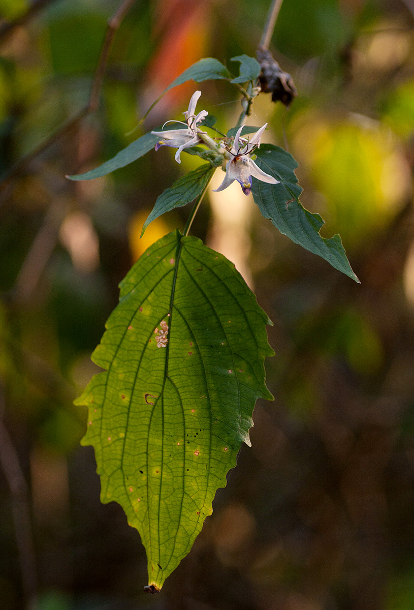 Mellera lobulata
