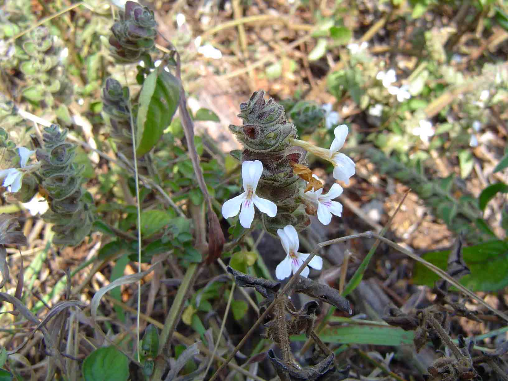 Phaulopsis imbricata subsp. imbricata