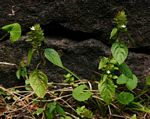 Phaulopsis imbricata subsp. imbricata