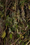 Phaulopsis imbricata subsp. imbricata