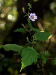 Mimulopsis solmsii