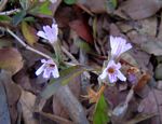Dyschoriste trichocalyx subsp. verticillaris