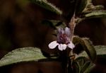 Dyschoriste trichocalyx subsp. verticillaris