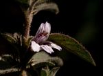 Dyschoriste trichocalyx subsp. verticillaris