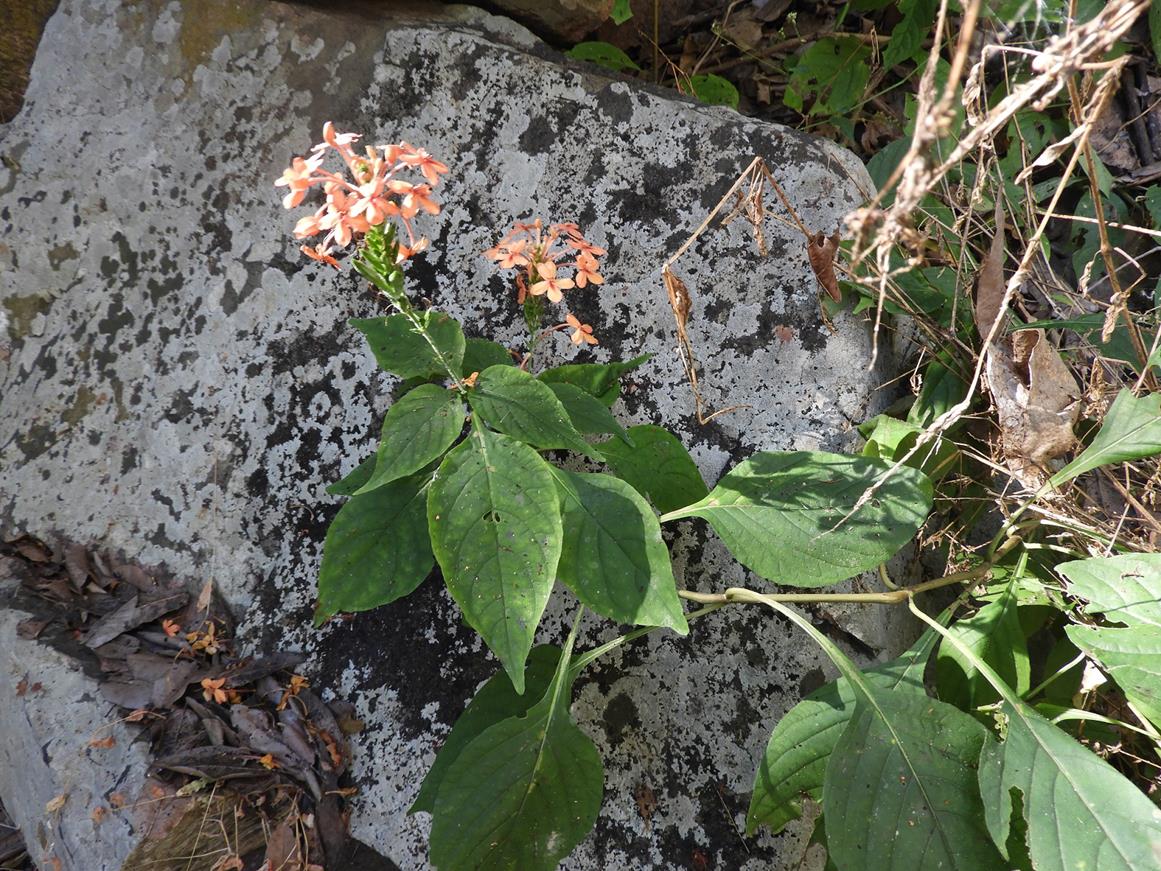 Ruspolia seticalyx