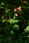 Ruspolia seticalyx