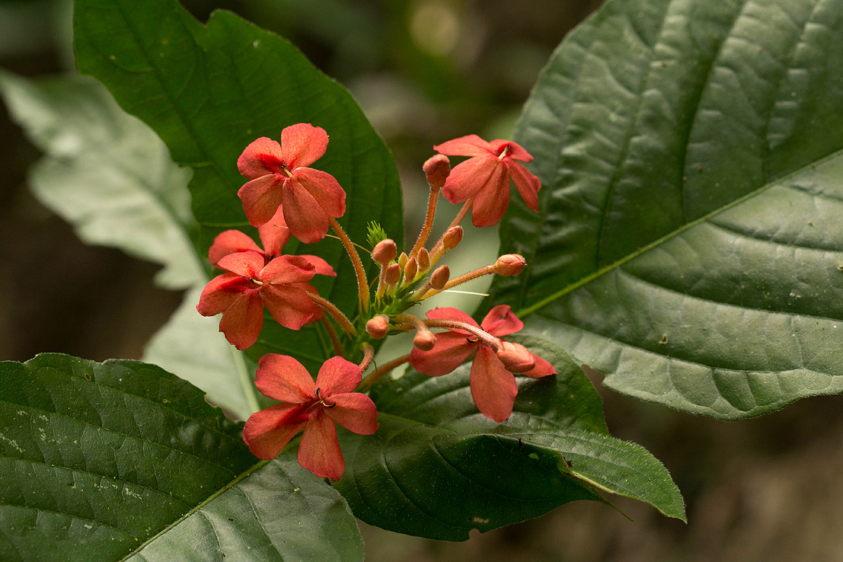 Ruspolia seticalyx