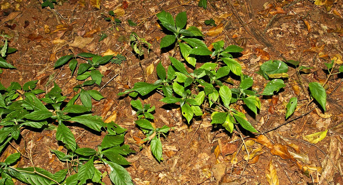Anisotes pubinervis