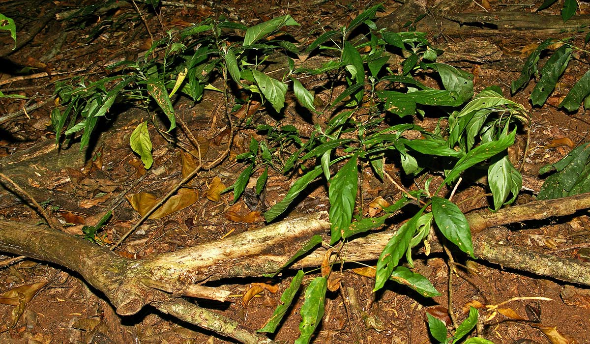 Anisotes pubinervis