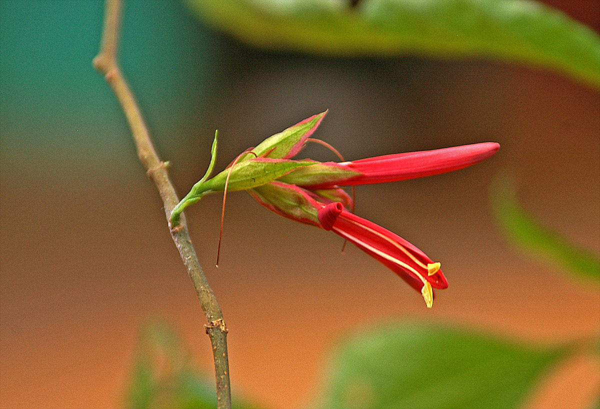 Anisotes pubinervis