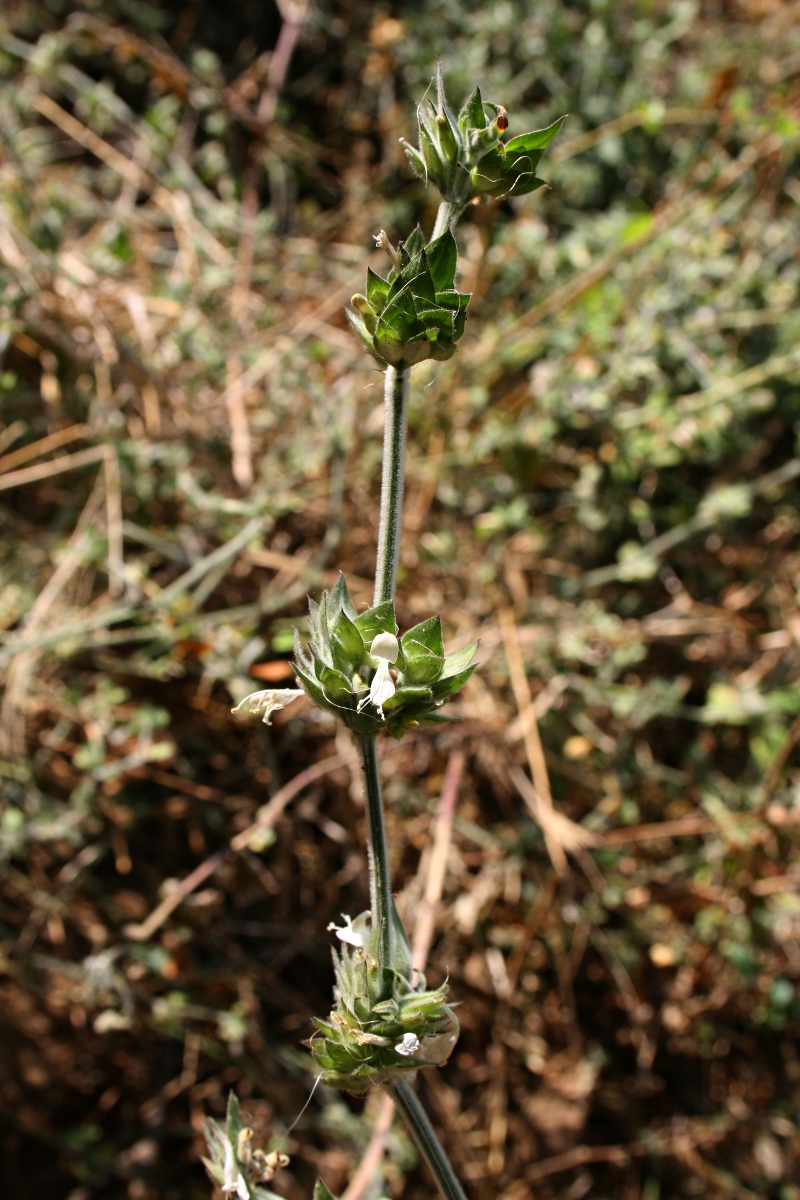 Dicliptera heterostegia