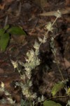 Dicliptera heterostegia