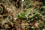 Dicliptera heterostegia