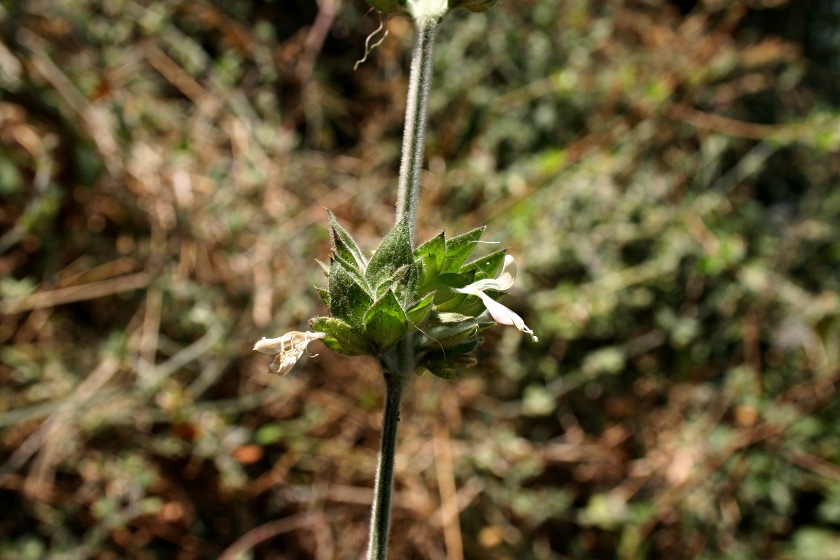 Dicliptera heterostegia