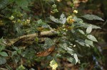 Dicliptera heterostegia