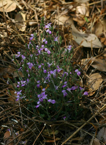 Dicliptera pumila