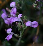 Dicliptera pumila