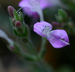 Dicliptera pumila