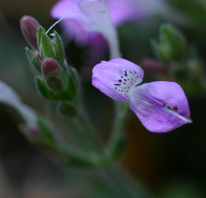 Dicliptera pumila