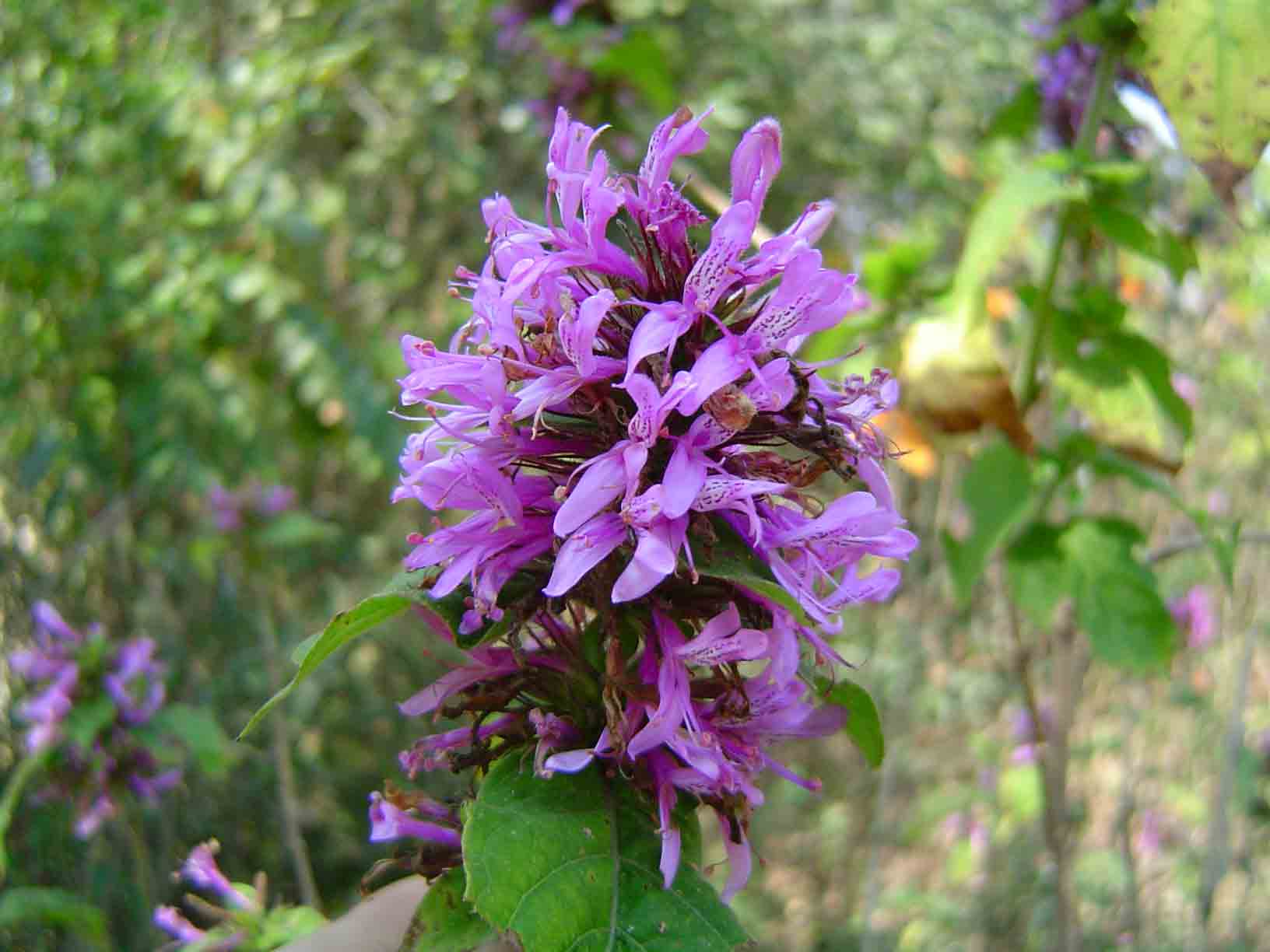 Hypoestes aristata