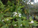 Hypoestes aristata
