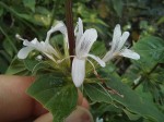 Hypoestes aristata