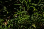 Isoglossa gregorii
