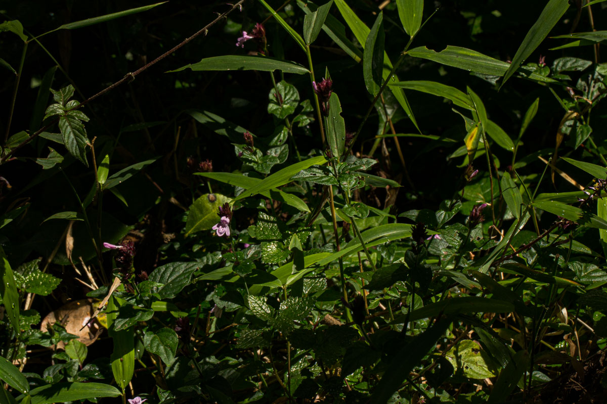 Isoglossa gregorii