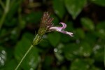Isoglossa gregorii