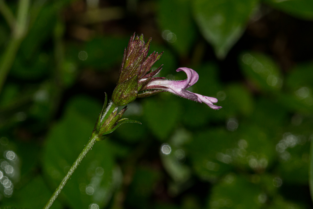 Isoglossa gregorii