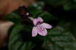 Isoglossa gregorii