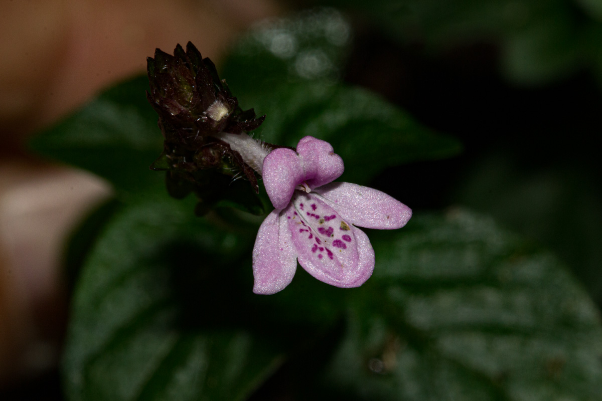 Isoglossa gregorii