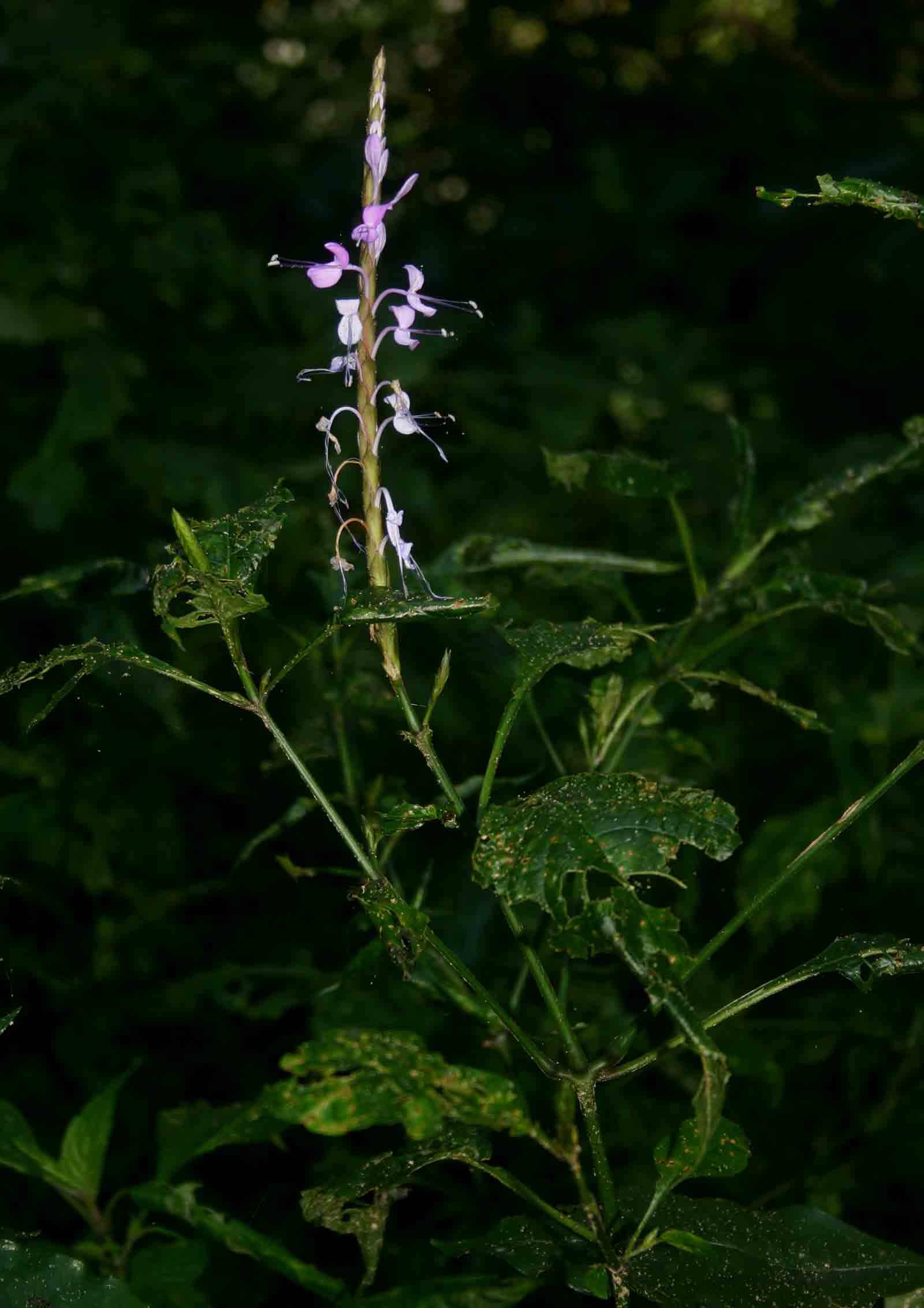 Brachystephanus africanus var. africanus