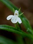 Justicia anagalloides
