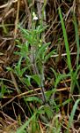 Justicia anagalloides