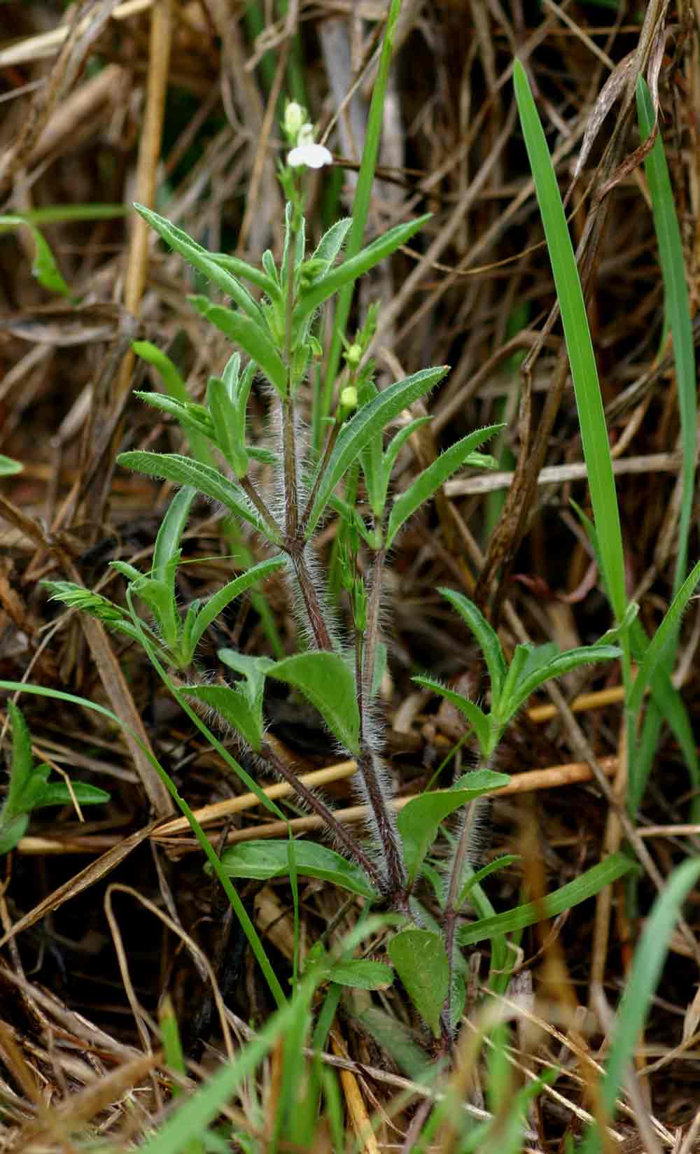 Justicia anagalloides