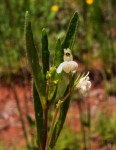 Justicia anagalloides